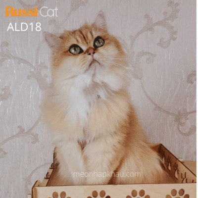 Mèo Anh lông dài ny12 nhập Nga, đang chửa