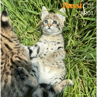 Mèo Ashera nhập Nga