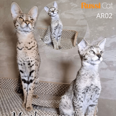 Mèo Ashera nhập Nga