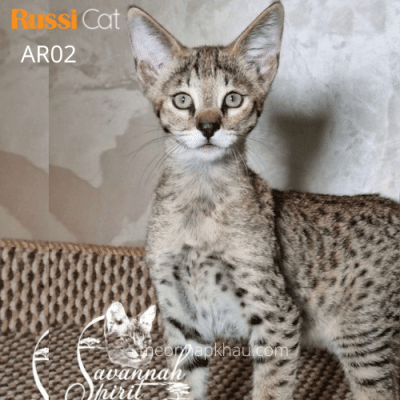 Mèo Ashera nhập Nga