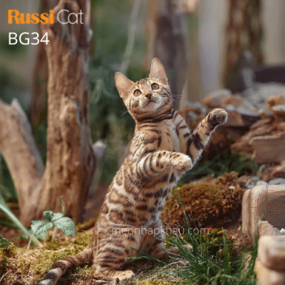 Mèo Bengal brown nhập Nga