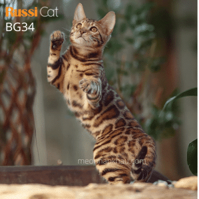 Mèo Bengal brown nhập Nga