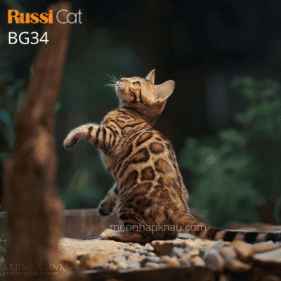 Mèo Bengal brown nhập Nga