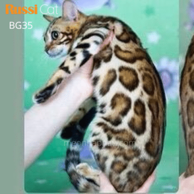 Mèo Bengal brown nhập Nga