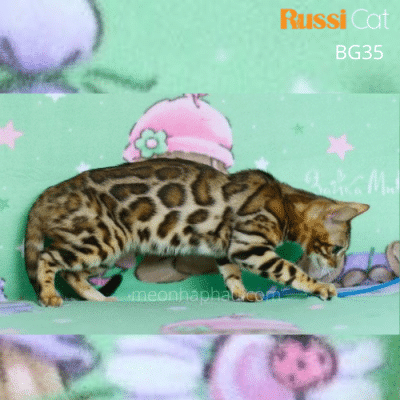 Mèo Bengal brown nhập Nga
