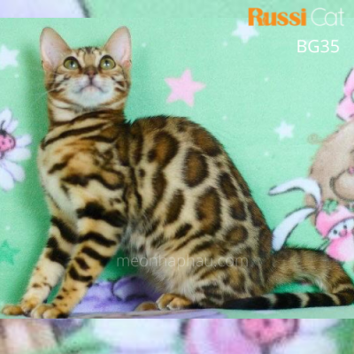 Mèo Bengal brown nhập Nga
