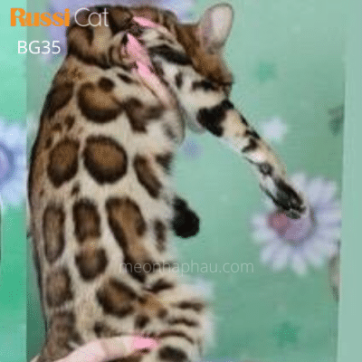 Mèo Bengal brown nhập Nga