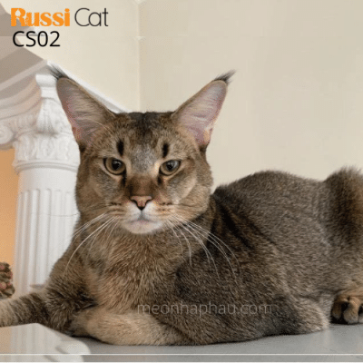 Mèo Chausie f2 (mini puma)