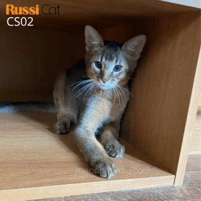 Mèo Chausie f2 (mini puma)