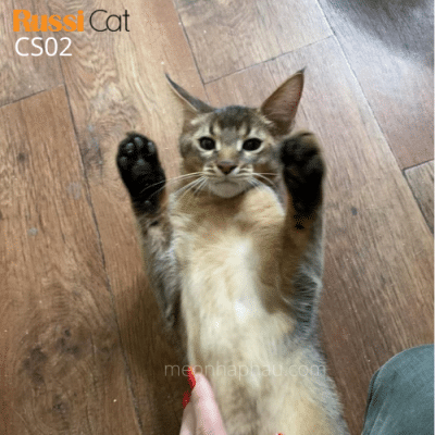 Mèo Chausie f2 (mini puma)