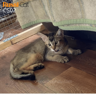 Mèo Chausie f2 (mini puma)