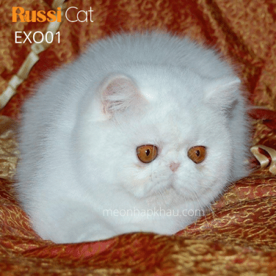 Mèo Exotic nhập Nga