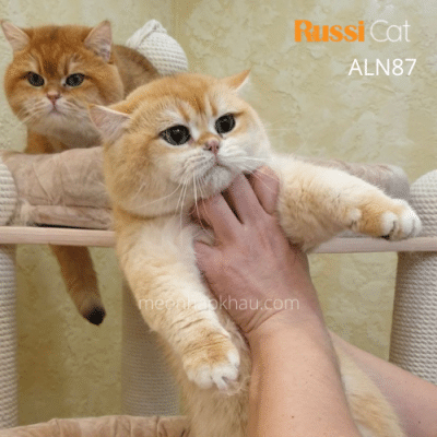 Mèo Golden ny12 nhập Nga