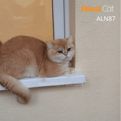 Mèo Golden ny12 nhập Nga