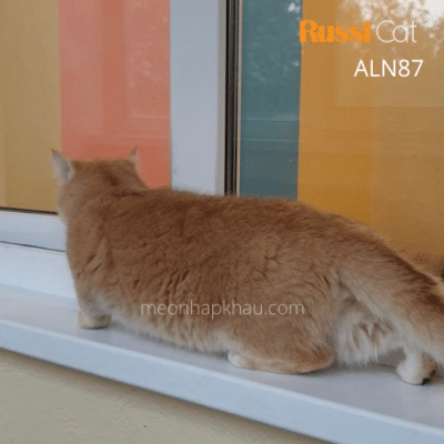 Mèo Golden ny12 nhập Nga