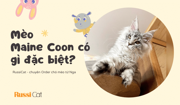 Mèo Maine Coon có gì đặc biệt