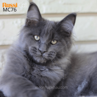 Mèo Maine Coon đực, nhập Nga