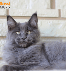 Mèo Maine Coon đực, nhập Nga