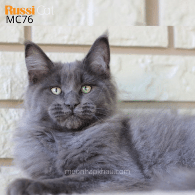 Mèo Maine Coon đực, nhập Nga