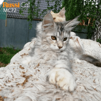 Mèo Maine Coon nhập Nga