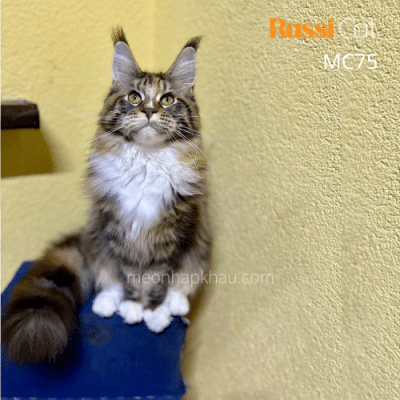 Mèo Maine Coon nhập Nga
