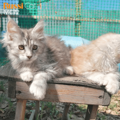 Mèo Maine Coon nhập Nga