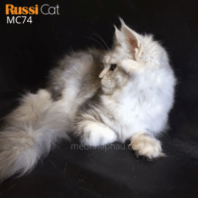 Mèo Maine Coon nhập Nga