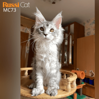 Mèo Maine Coon nhập Nga cái