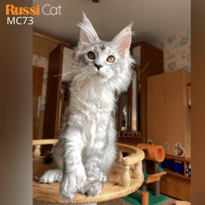 Mèo Maine Coon nhập Nga cái