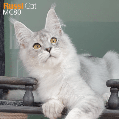 Mèo Maine Coon silver nhập Nga