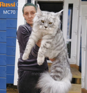 Mèo Maine Coon silver nhập Nga