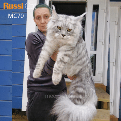 Mèo Maine Coon silver nhập Nga