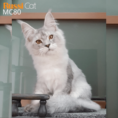 Mèo Maine Coon silver nhập Nga