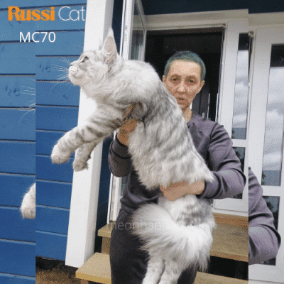 Mèo Maine Coon silver nhập Nga