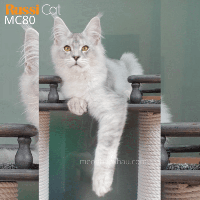 Mèo Maine Coon silver nhập Nga