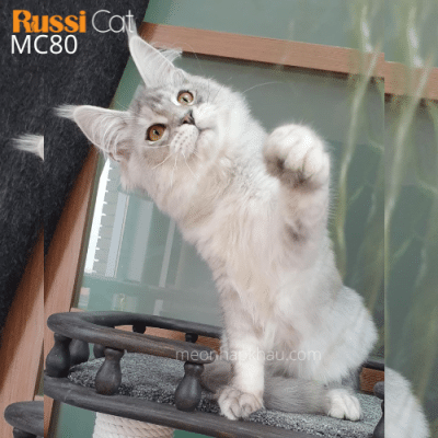 Mèo Maine Coon silver nhập Nga