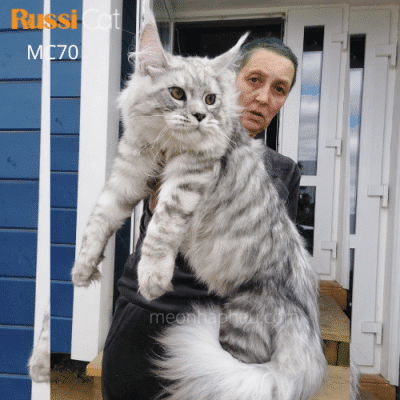Mèo Maine Coon silver nhập Nga