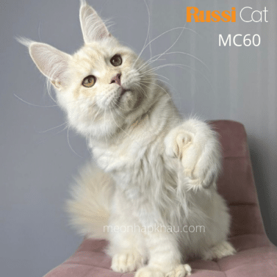 Mèo Maine coon nhập Nga, màu kem