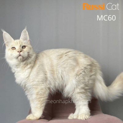 Mèo Maine coon nhập Nga, màu kem
