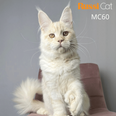 Mèo Maine coon nhập Nga, màu kem