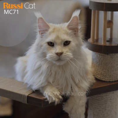 Mèo Maine coon polydactyl nhập Nga