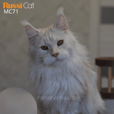 Mèo Maine coon polydactyl nhập Nga