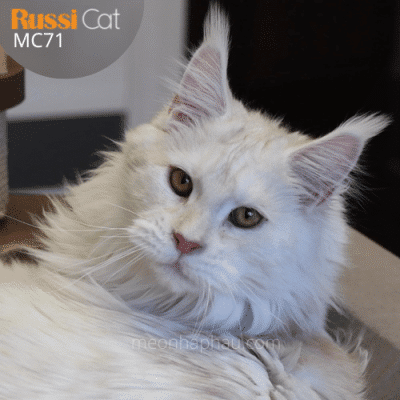 Mèo Maine coon polydactyl nhập Nga