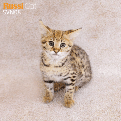 Mèo Savannah f1 nhập Nga