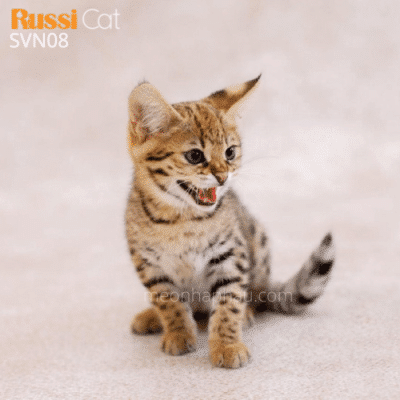 Mèo Savannah f1 nhập Nga