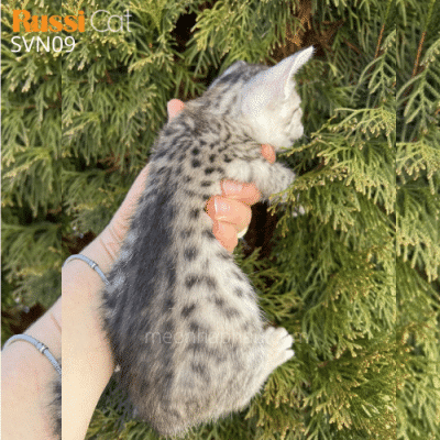 Mèo Savannah f3 nhập Nga