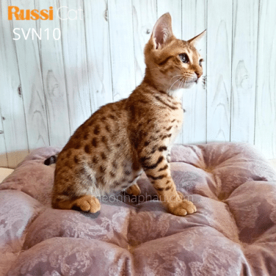 Mèo Savannah f5 nhập Nga đẹp