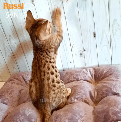 Mèo Savannah f5 nhập Nga đẹp