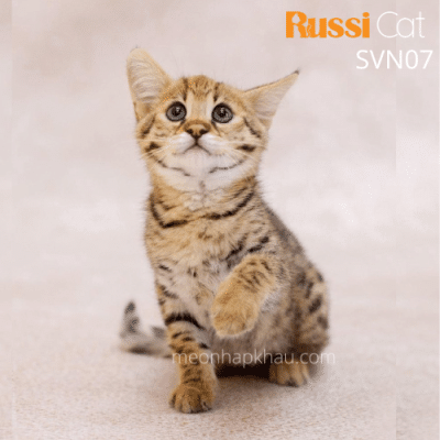 Mèo Savannah nhập Nga