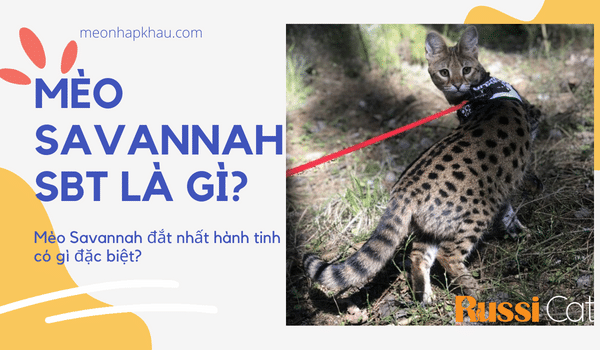 Mèo Savannah sbt là gì